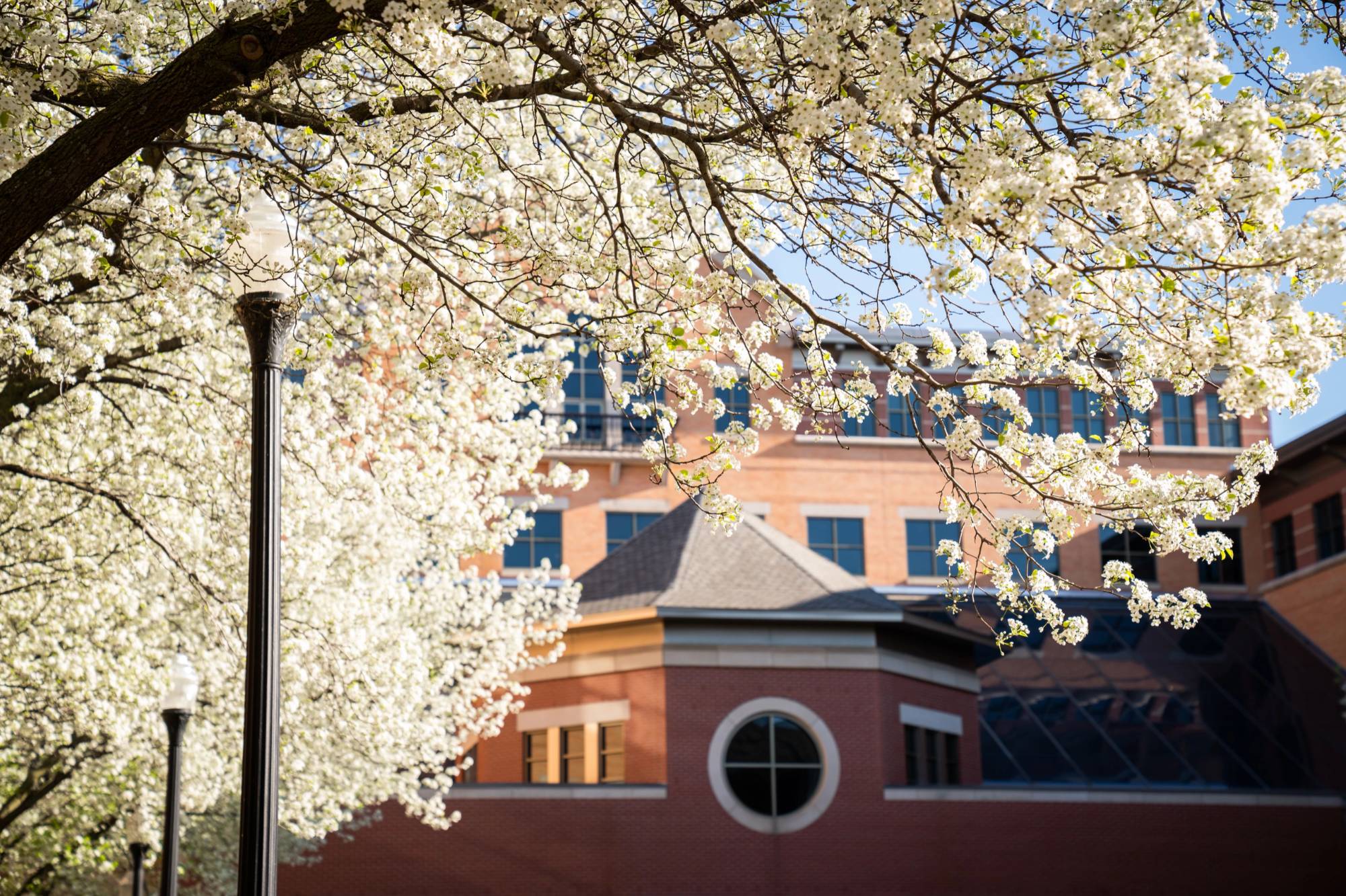 photo of devos campus behind flowering tree